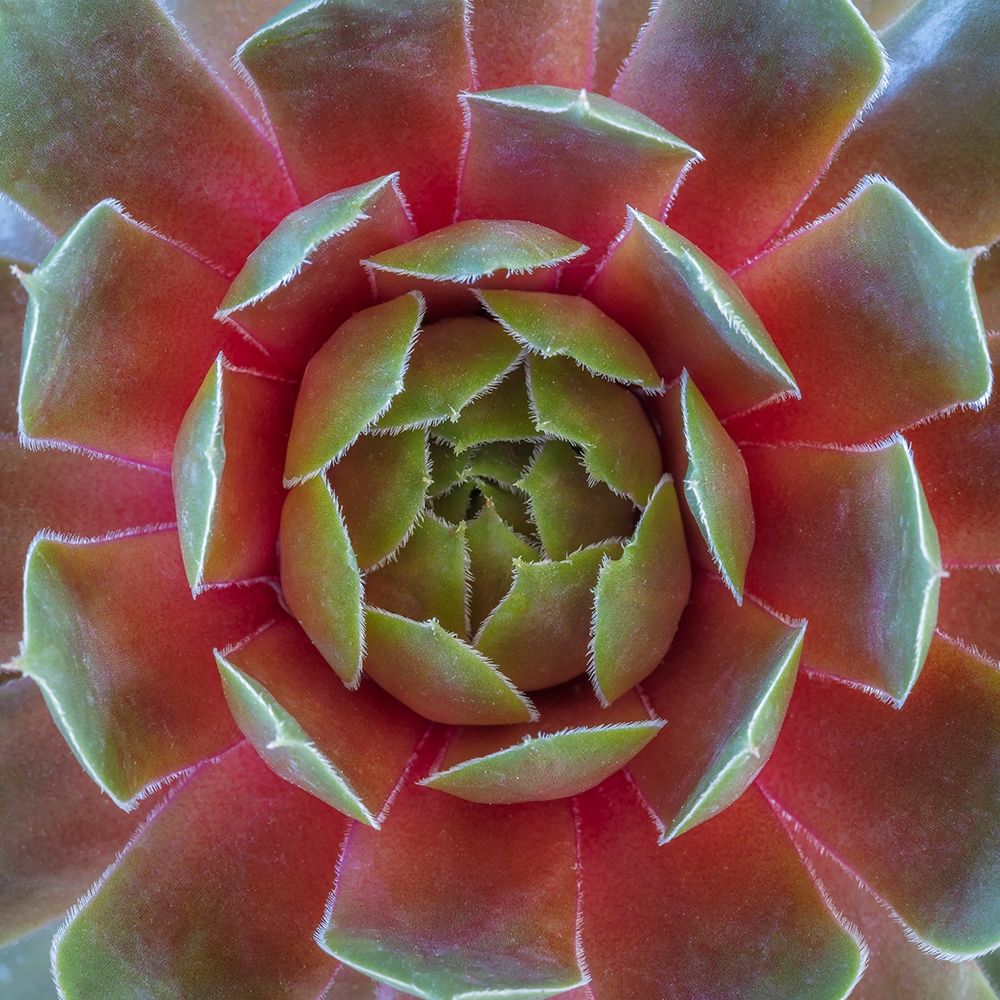 Washington State-Seabeck Close-up of sempervivum ruby heart plant